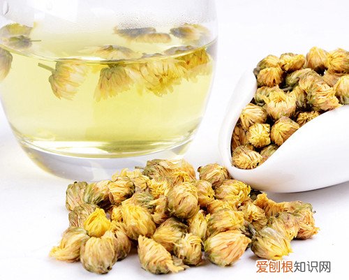 杭白菊的功效介绍 杭白菊和胎白菊哪个更有效