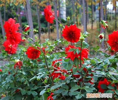 山芋花怎么养 山芋花有毒吗