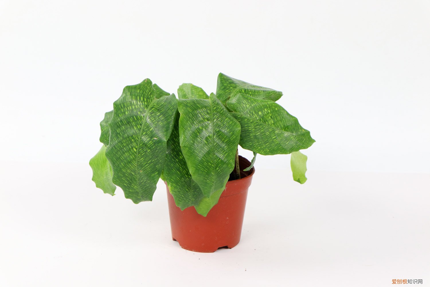 盆栽彩虹竹芋叶片发黄怎么办呢 盆栽彩虹竹芋叶片发黄怎么办