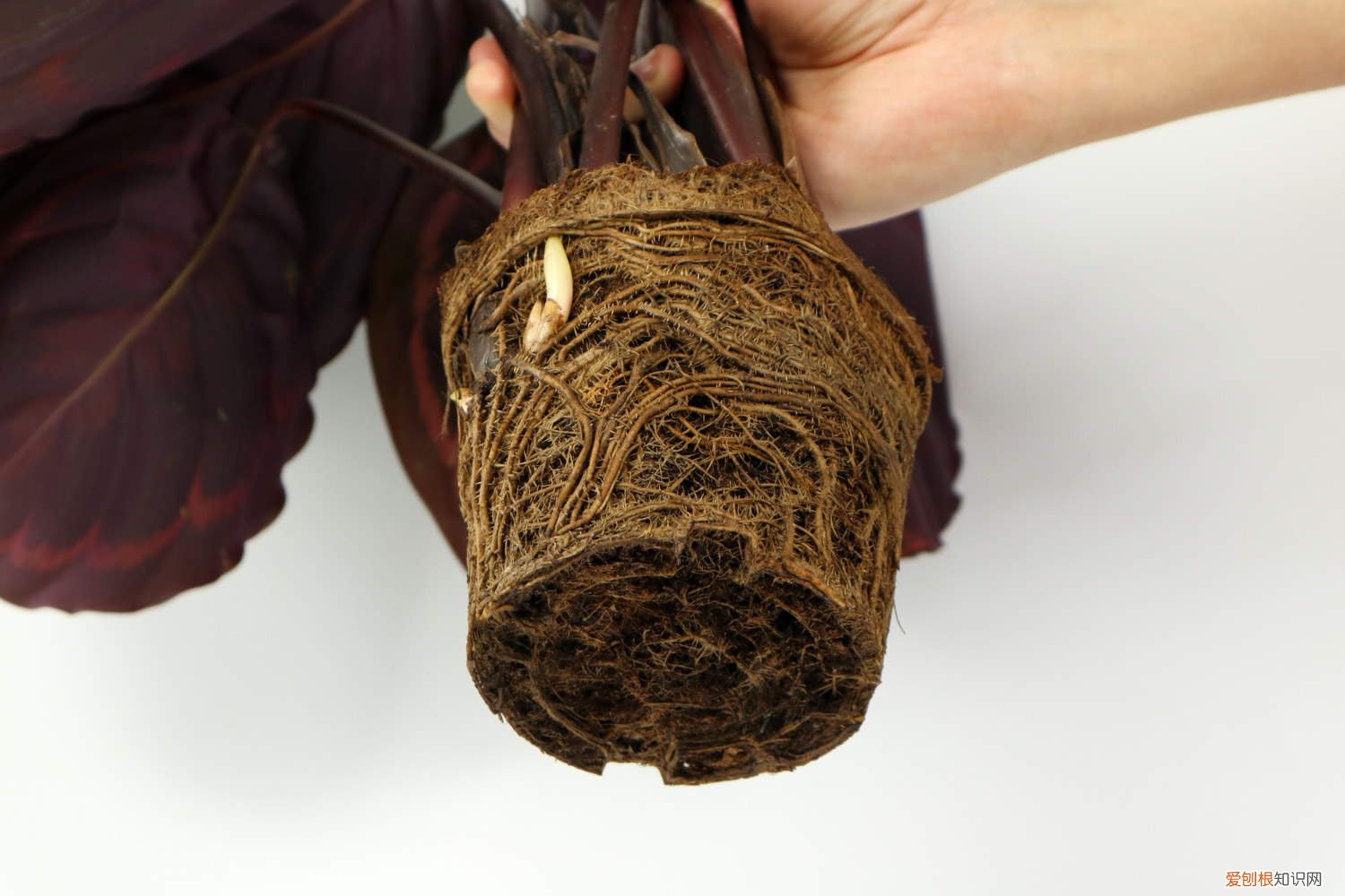盆栽彩虹竹芋叶片发黄怎么办呢 盆栽彩虹竹芋叶片发黄怎么办