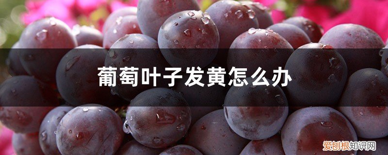 葡萄叶子发黄怎么办? 葡萄叶子发黄怎么办
