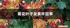 为什么菊花叶子发黄 菊花叶子发黄咋回事