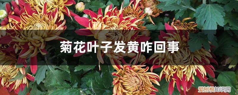 为什么菊花叶子发黄 菊花叶子发黄咋回事