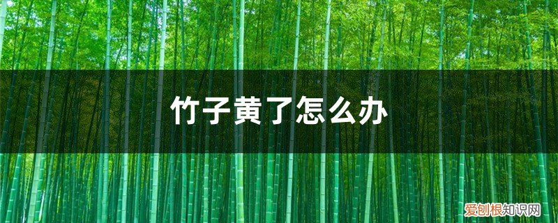 竹子发黄了怎么办放什么药 竹子发黄了怎么办
