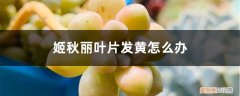 丸叶姬秋丽叶子发黄干瘪 姬秋丽叶片发黄怎么办