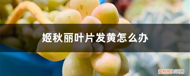 丸叶姬秋丽叶子发黄干瘪 姬秋丽叶片发黄怎么办