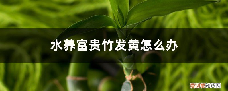 富贵竹水养发黄是怎么回事啊? 水养富贵竹发黄怎么办