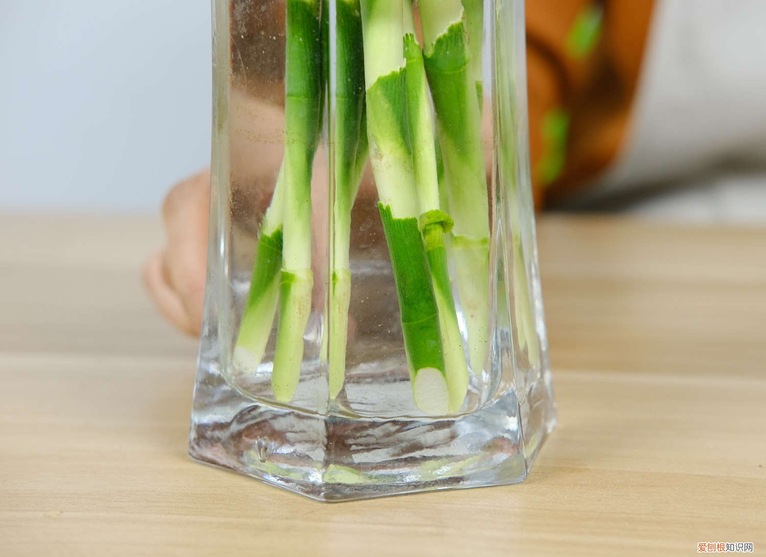 富贵竹水养发黄是怎么回事啊? 水养富贵竹发黄怎么办