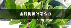 金钱树的黄叶怎么处理 金钱树黄叶怎么办