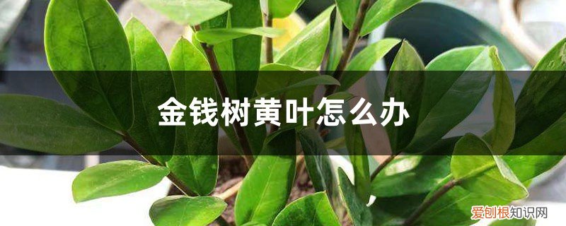金钱树的黄叶怎么处理 金钱树黄叶怎么办