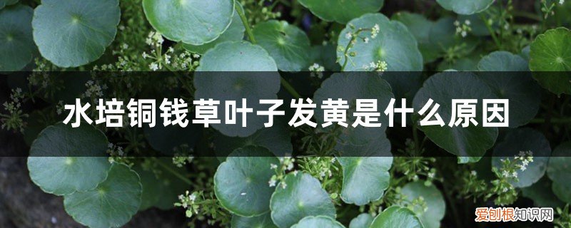 水培铜钱草叶子发黄是什么原因