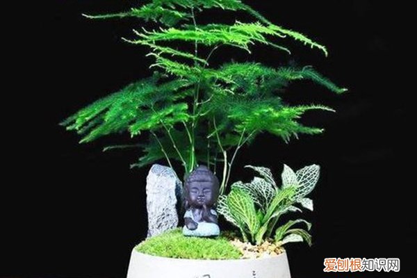 花叶发黄浇什么水 冬天植物“黄叶”别着急，用“它”兑点水，喷在叶子上，几天油亮亮