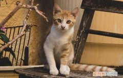 猫咪躺着发抖是怎么回事 猫咪躺着的时候发抖