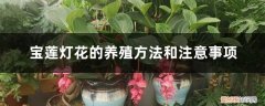 宝莲灯鱼的养殖方法和注意事项 宝莲灯花的养殖方法和注意事项