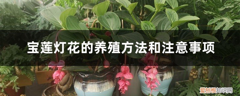 宝莲灯鱼的养殖方法和注意事项 宝莲灯花的养殖方法和注意事项