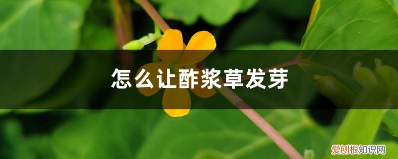 如何种酢浆草种球 怎么让酢浆草发芽，球根怎么种