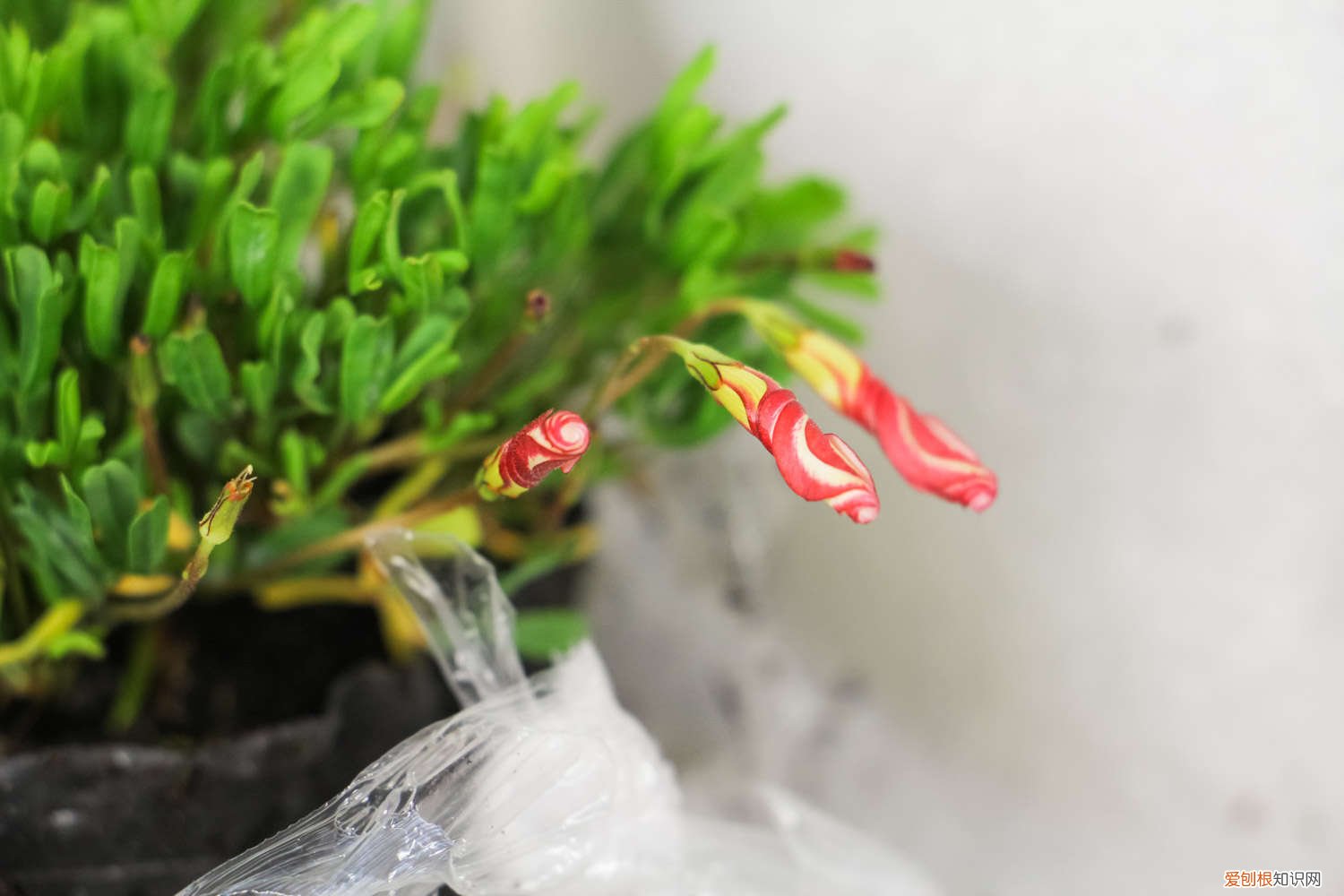 如何种酢浆草种球 怎么让酢浆草发芽，球根怎么种