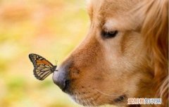 金毛感冒和犬瘟的区别 金毛感冒和犬瘟有什么不同