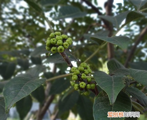 吴茱萸的功效与作用解析 吴茱萸多少钱一斤