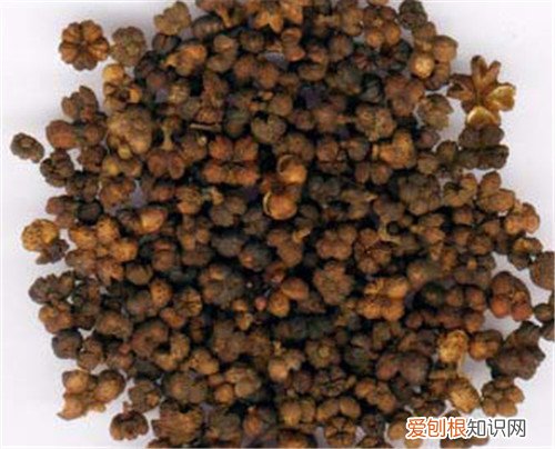 吴茱萸的功效与作用解析 吴茱萸多少钱一斤