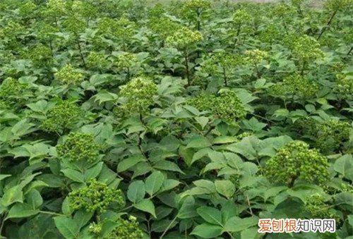 吴茱萸的功效与作用解析 吴茱萸多少钱一斤