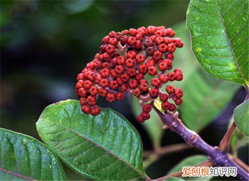 吴茱萸的功效与作用解析 吴茱萸多少钱一斤