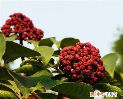 吴茱萸的功效与作用解析 吴茱萸多少钱一斤