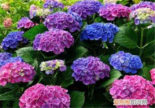 绣球花有毒吗 绣球花可以养在家里吗