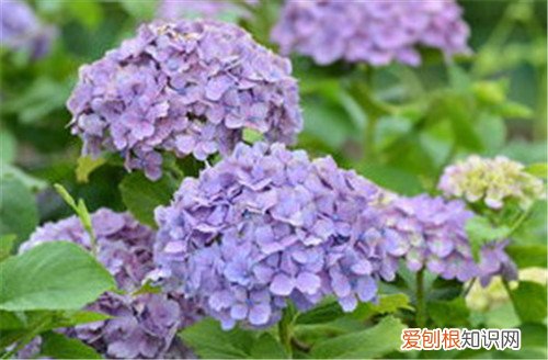 绣球花有毒吗 绣球花可以养在家里吗