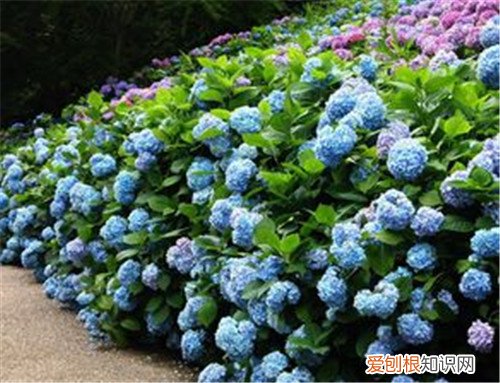 绣球花有毒吗 绣球花可以养在家里吗