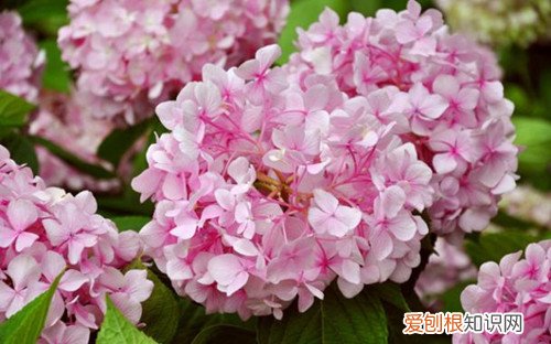 绣球花有毒吗 绣球花可以养在家里吗