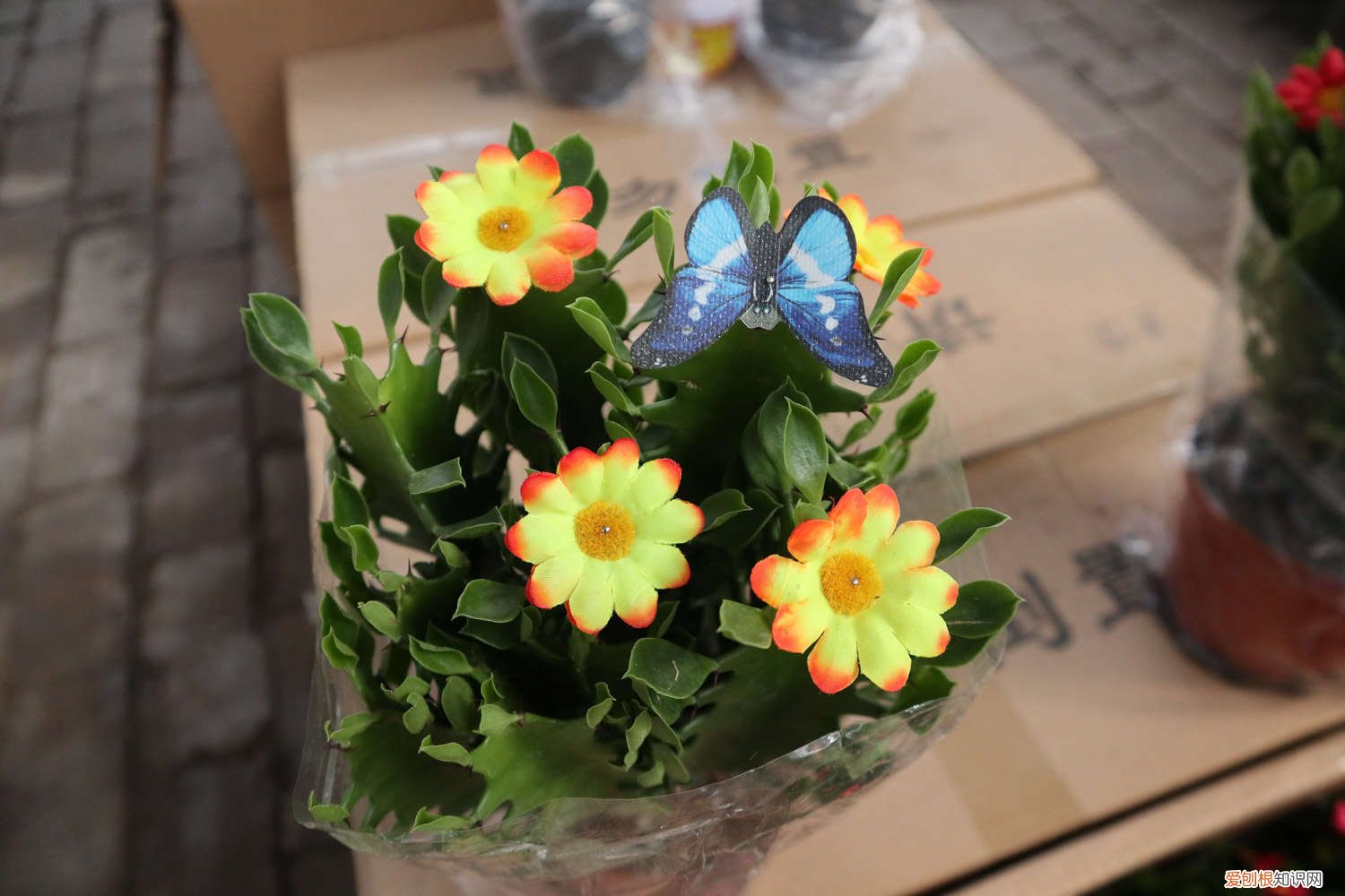 龙骨花黄叶怎么办 龙骨花黄叶是怎么回事