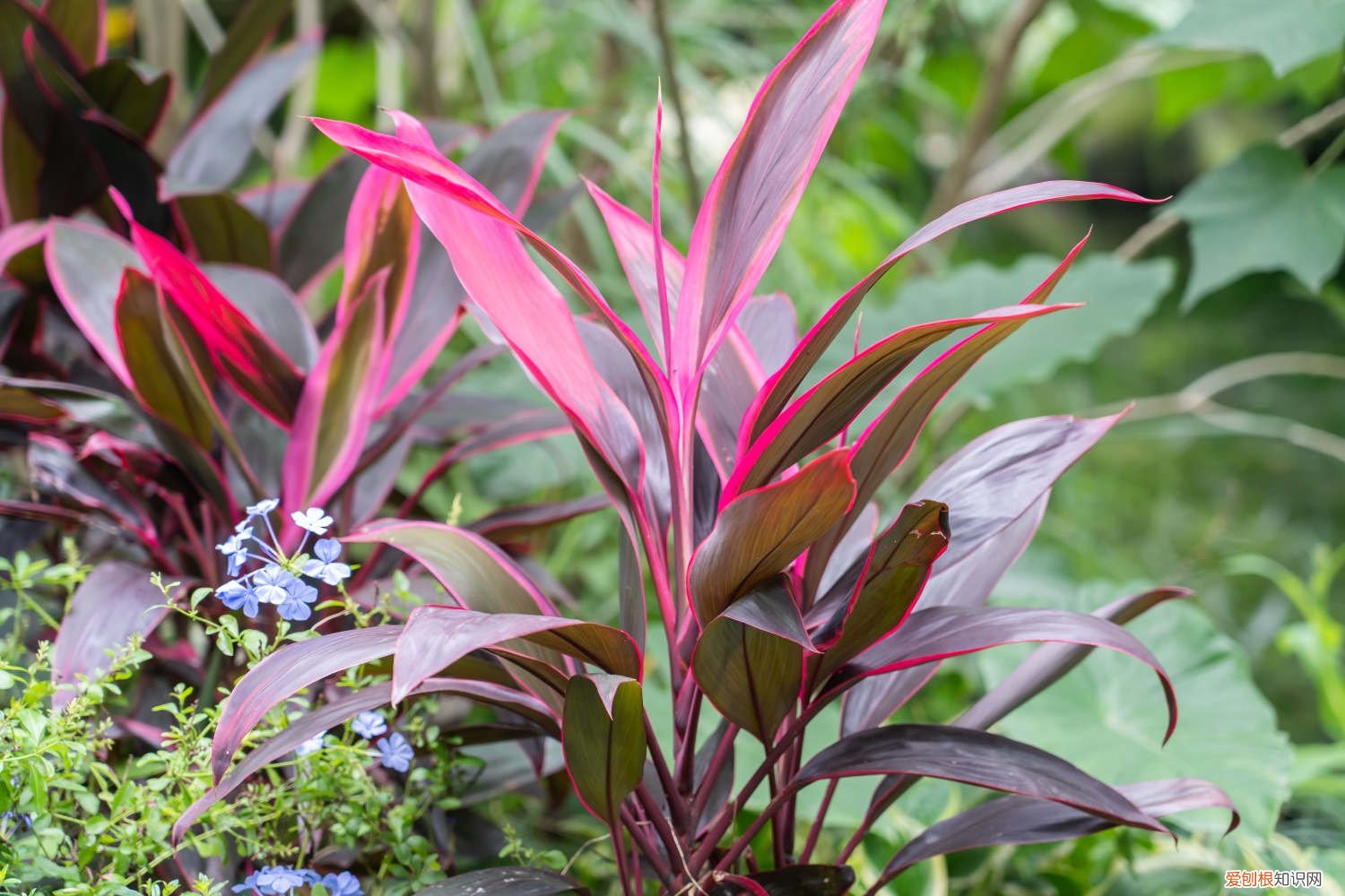 红叶朱蕉叶片枯黄 朱蕉叶子发黄怎么办