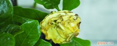 花的叶子变黄怎么救活呢 花的叶子变黄怎么救活