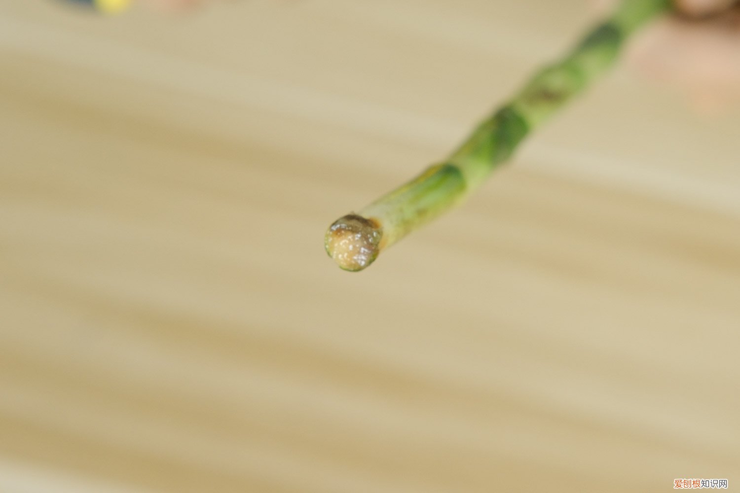 水培转运竹茎发黄怎么办 水培转运竹发黄怎么办