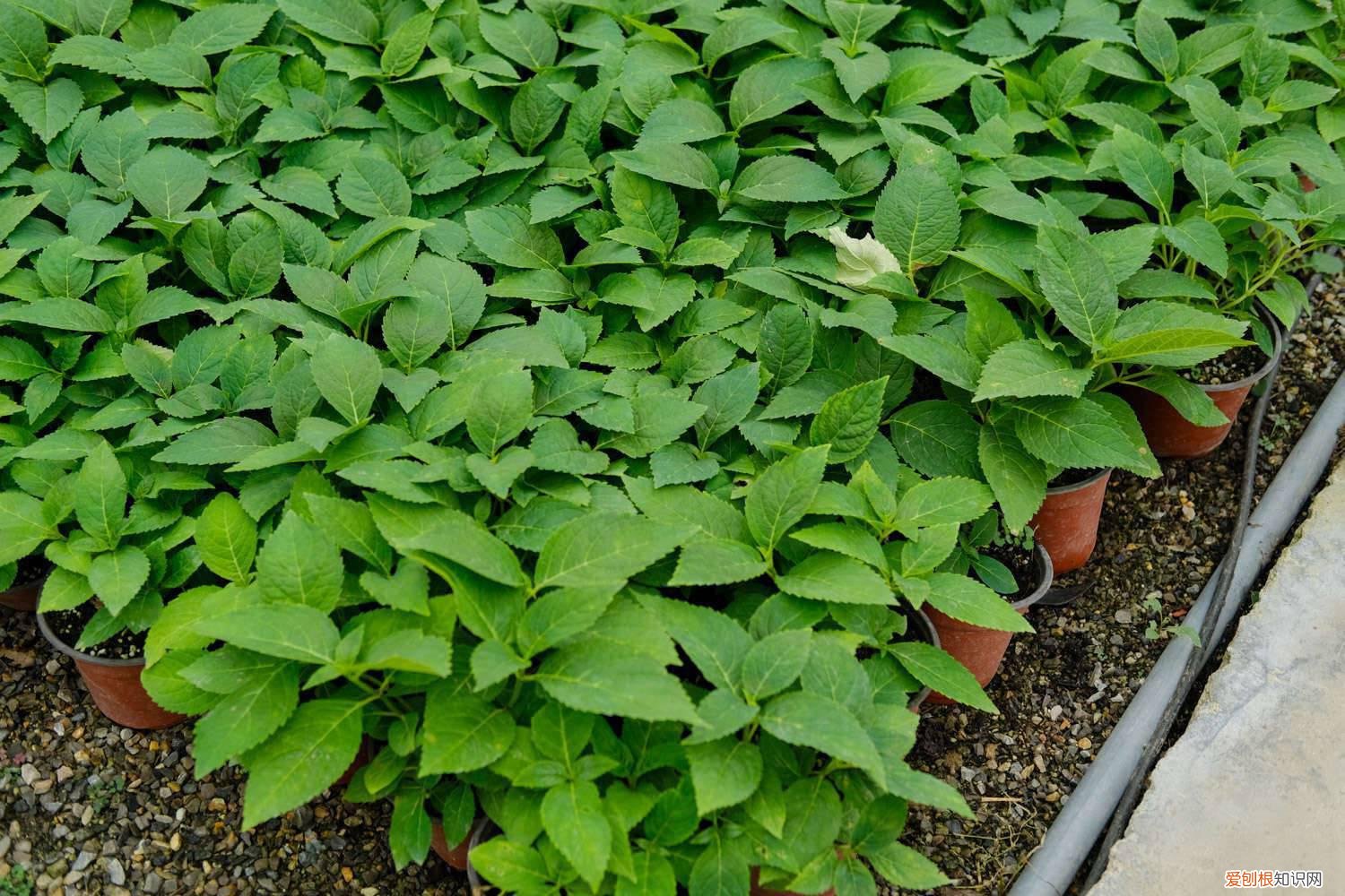 怎样让绣球花变色 怎么让绣球花变色，变色的原因