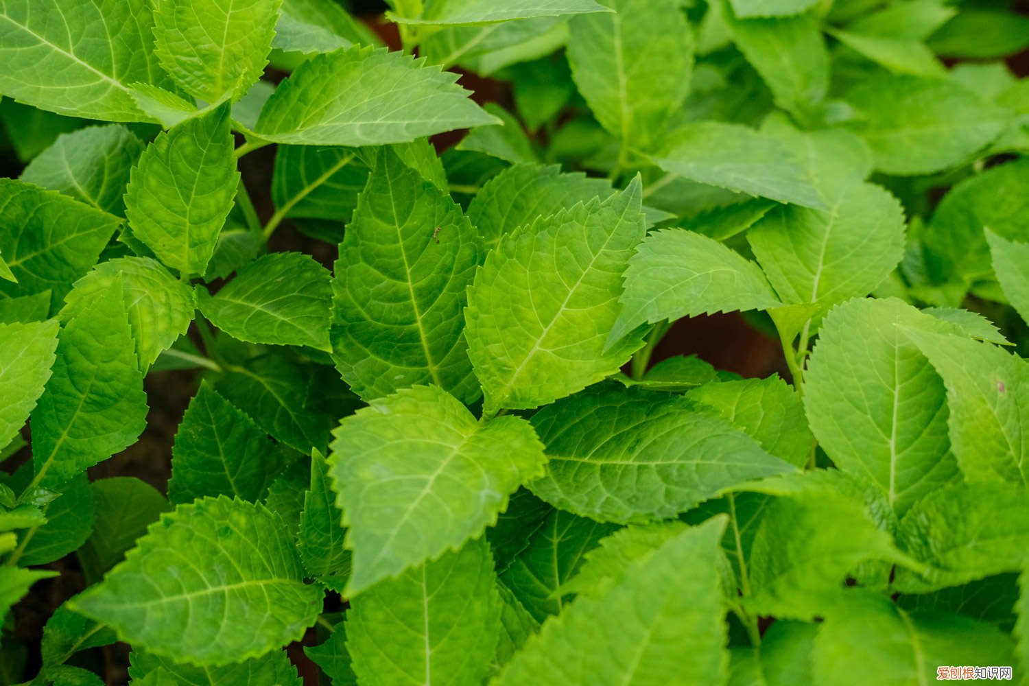 怎样让绣球花变色 怎么让绣球花变色，变色的原因