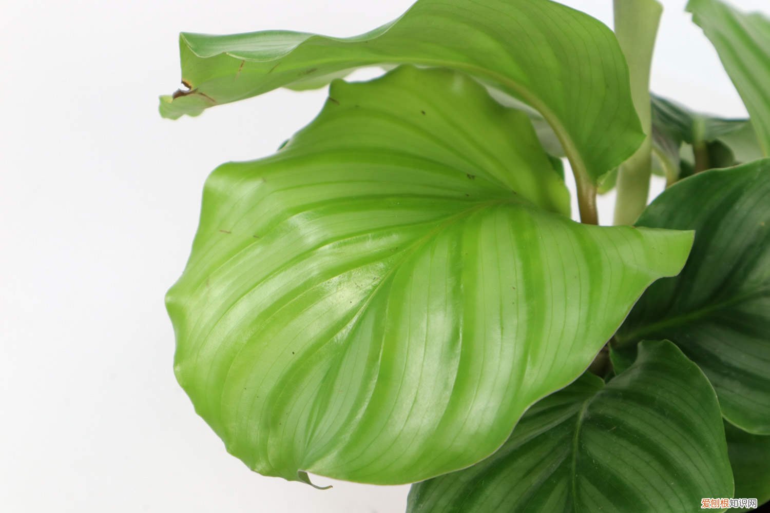 青苹果竹芋叶子发黄是什么原因 青苹果竹芋为什么叶子发黄