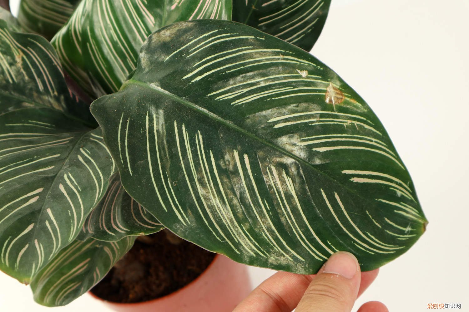 青苹果竹芋叶子发黄是什么原因 青苹果竹芋为什么叶子发黄