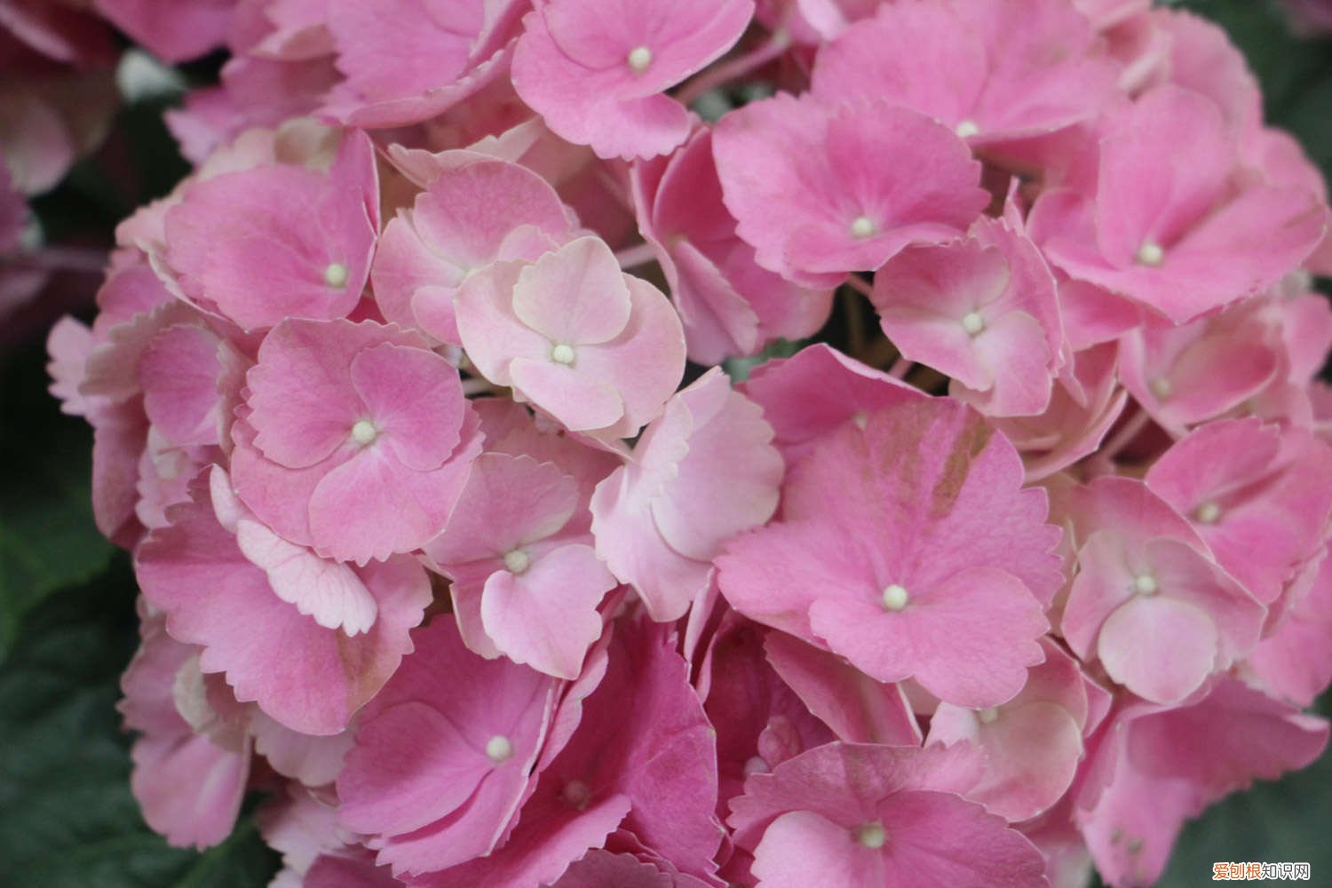 绣球开完花怎么处理 怎么让绣球花开花，开花后怎么处理