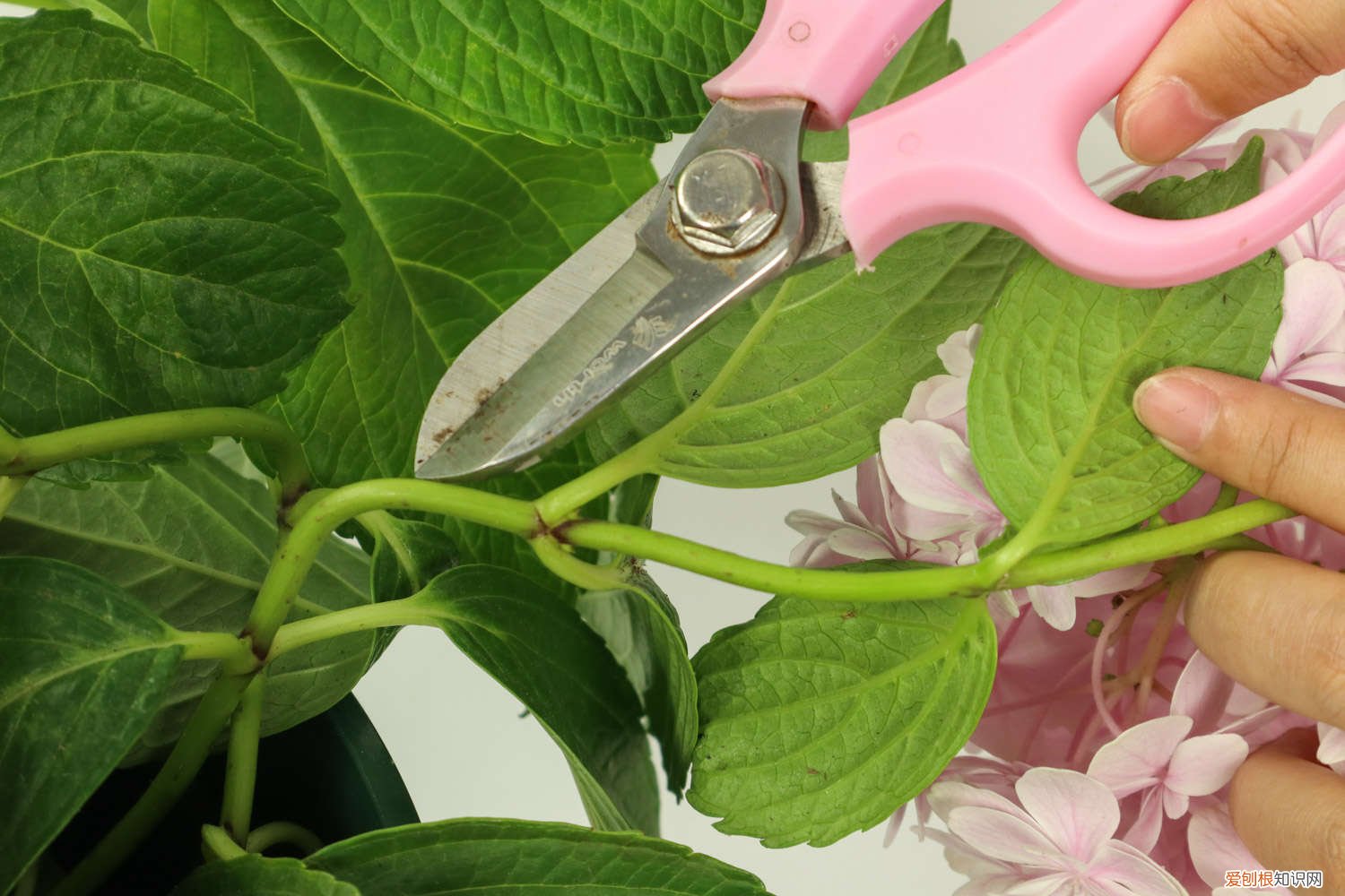 绣球开完花怎么处理 怎么让绣球花开花，开花后怎么处理