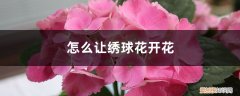 绣球开完花怎么处理 怎么让绣球花开花，开花后怎么处理