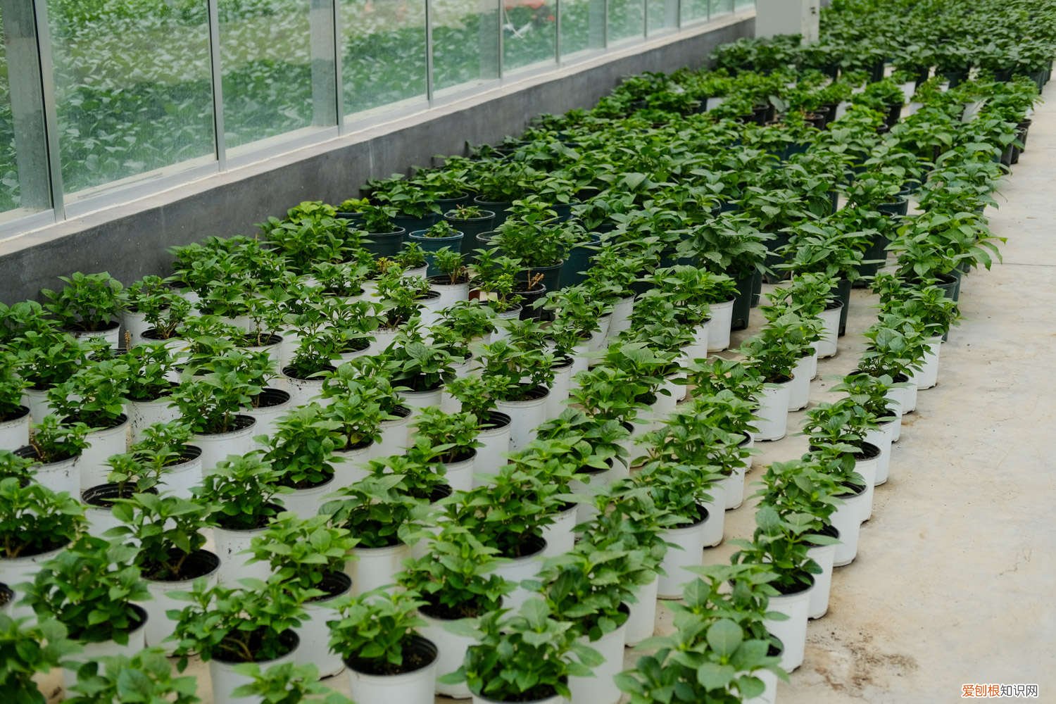 绣球开完花怎么处理 怎么让绣球花开花，开花后怎么处理