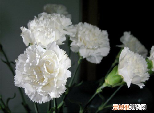 康乃馨花束图片欣赏 康乃馨的花语是什么