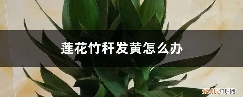 莲花竹变黄了怎么办 莲花竹秆发黄怎么办
