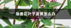 瑞香开花时叶子黄了怎么办 瑞香花叶子发黄怎么办