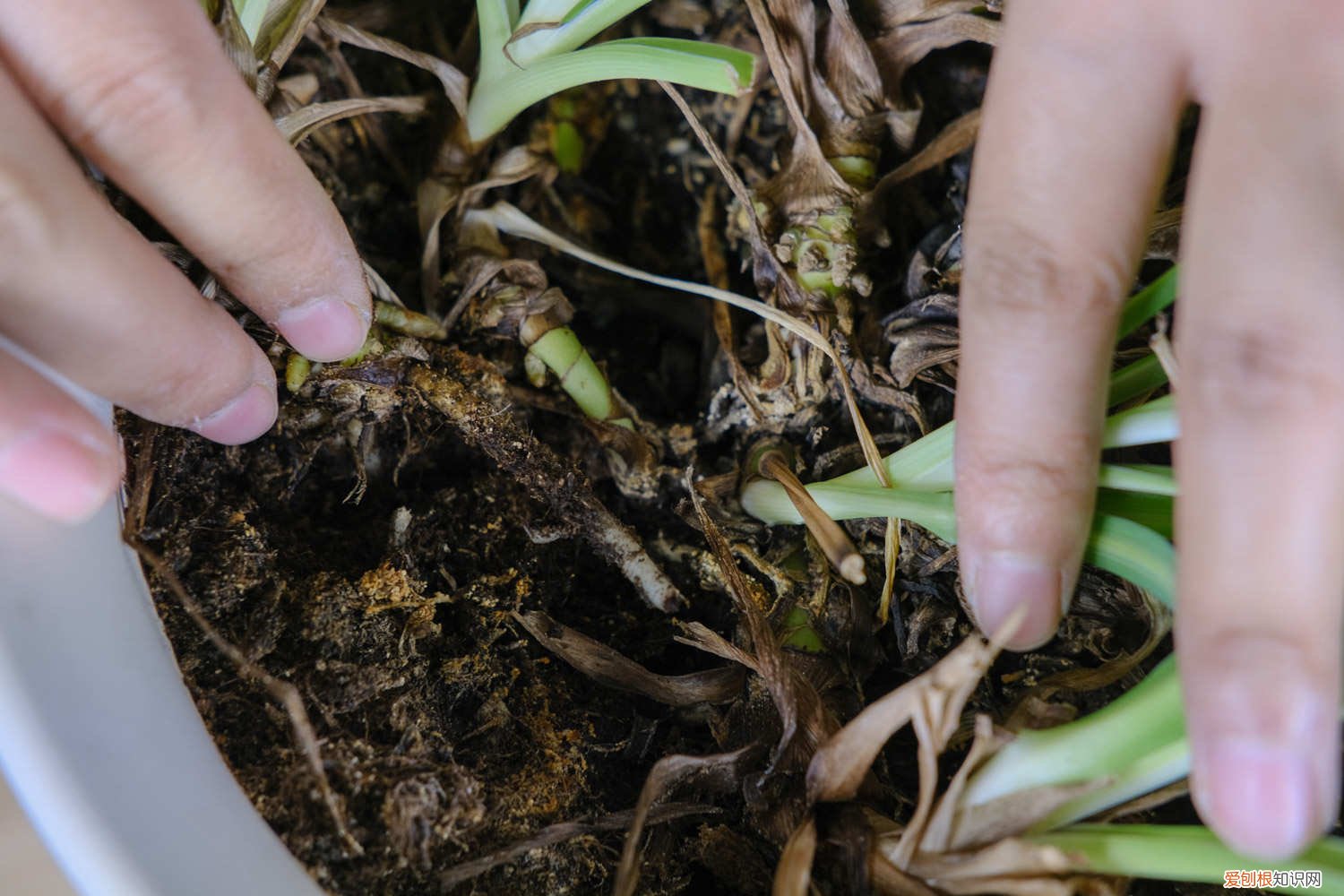 吊兰 发黄 吊兰发黄是什么原因