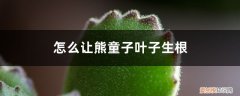 熊童子叶子能繁殖吗 怎么让熊童子叶子生根，叶子可以种吗