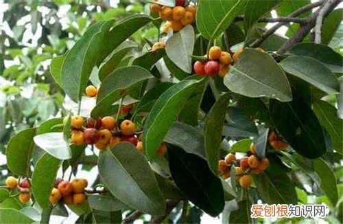 榕树果有毒吗 榕树果的三个重要价值介绍