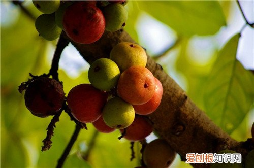 榕树果有毒吗 榕树果的三个重要价值介绍